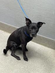 Shelter Stray Female Dog last seen Near BLOCK YUMA AVE, LAS VEGAS NV 89104, 655 N Mojave Rd, Las Vegas, NV 89101, USA
