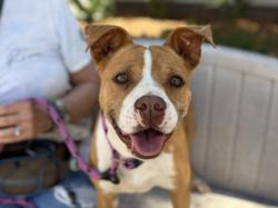 Shelter Stray Female Dog last seen , 957 N Gaffey St, San Pedro, CA 90731, USA