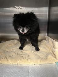 Shelter Stray Male Dog last seen , West Valley Animal Shelter, 20655 Plummer St, Chatsworth, CA 91311, USA
