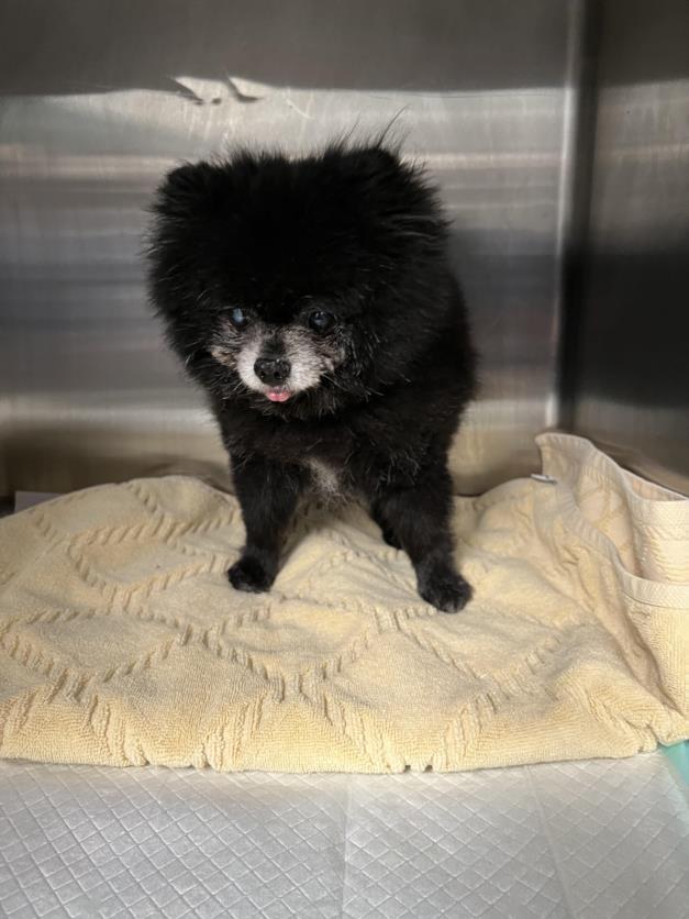 Shelter Stray Male Dog last seen , West Valley Animal Shelter, 20655 Plummer St, Chatsworth, CA 91311, USA