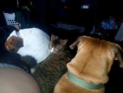 Reunited Male Dog last seen Near a corner flied, Lancaster, OH 43130