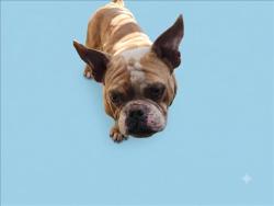 Shelter Stray Male Dog last seen , 1850 W 60th St, Los Angeles, CA 90047, USA