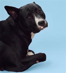 Shelter Stray Male Dog last seen , 1850 W 60th St, Los Angeles, CA 90047, USA