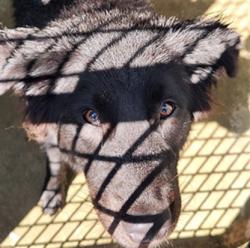 Shelter Stray Male Dog last seen , 1850 W 60th St, Los Angeles, CA 90047, USA