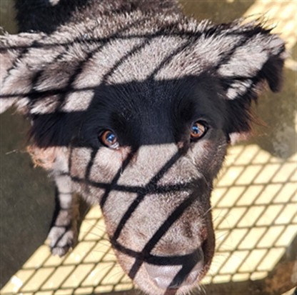 Shelter Stray Male Dog last seen , 1850 W 60th St, Los Angeles, CA 90047, USA