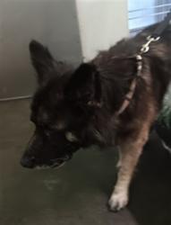 Shelter Stray Male Dog last seen , 1850 W 60th St, Los Angeles, CA 90047, USA