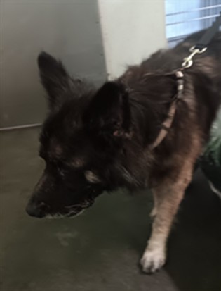 Shelter Stray Male Dog last seen , 1850 W 60th St, Los Angeles, CA 90047, USA