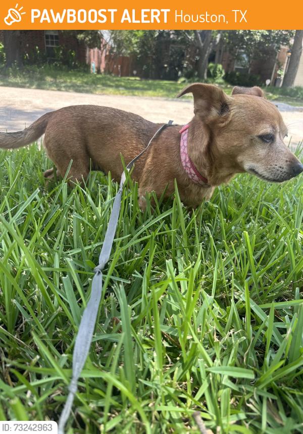 Found/Stray Female Dog last seen Beechnut and Beltway, Houston, TX 77036