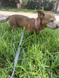 Found/Stray Female Dog last seen Beechnut and Beltway, Houston, TX 77036