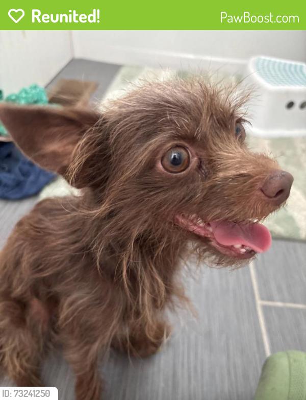 Reunited Female Dog last seen Delta Waters, Medford, OR 97504