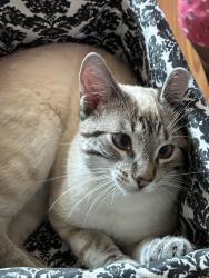 Lost Male Cat last seen Near 51St, Edmonton, AB T5W 3E5