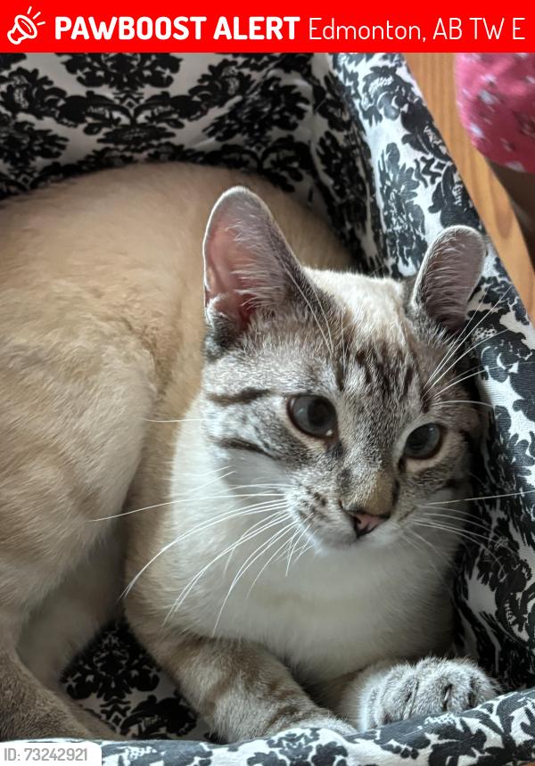 Lost Male Cat last seen Near 51St, Edmonton, AB T5W 3E5