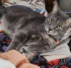 Reunited Male Cat last seen Maple Ave Costa Mesa, Costa Mesa, CA 92627