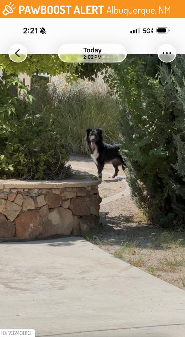 Found/Stray Unknown Dog last seen Willow Wood Neighborhood, Albuquerque, NM 87123