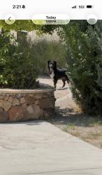 Found/Stray Unknown Dog last seen Willow Wood Neighborhood, Albuquerque, NM 87123