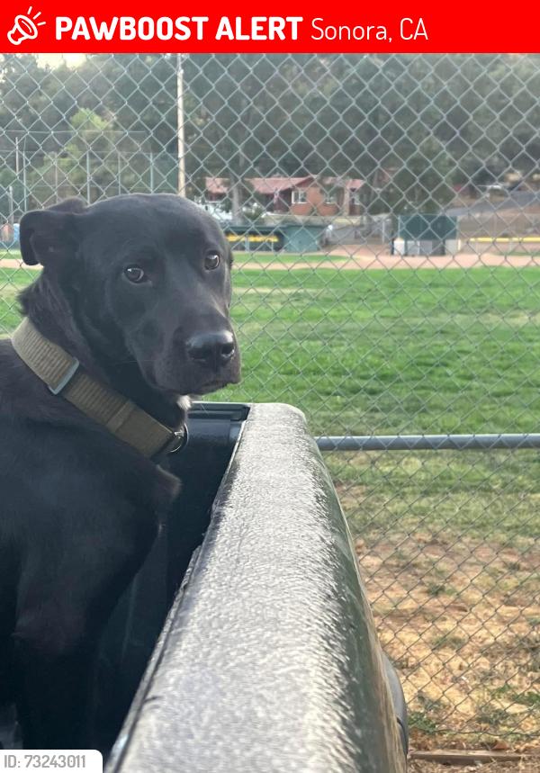 Lost Male Dog last seen Downtown Sonora - East Jackson Street and Pasadena Avenue, Sonora, CA 95370