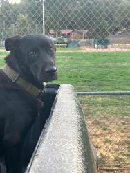Lost Male Dog last seen Downtown Sonora - East Jackson Street and Pasadena Avenue, Sonora, CA 95370