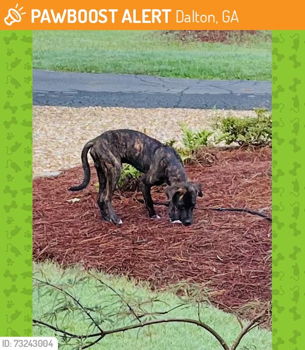 Found/Stray Unknown Dog last seen Lake Francis area of Dalton, GA, Dalton, GA 30719