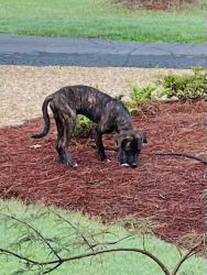 Found/Stray Unknown Dog last seen Lake Francis area of Dalton, GA, Dalton, GA 30719