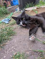 Lost Male Cat last seen Near moss street, Staffordshire, England WS11 6DE