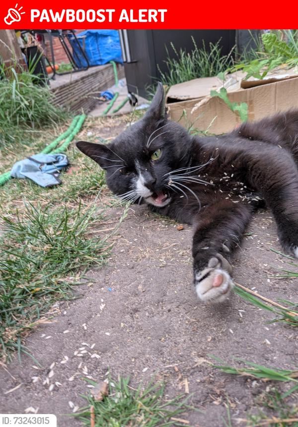 Lost Male Cat last seen Near moss street, Staffordshire, England WS11 6DE