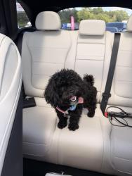 Reunited Female Dog last seen Valley Hill Rd, Stockbridge, GA 30281