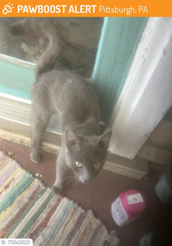 Found/Stray Male Cat last seen Sharon st, Pittsburgh, PA 15203