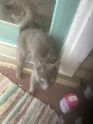 Found/Stray Male Cat last seen Sharon st, Pittsburgh, PA 15203