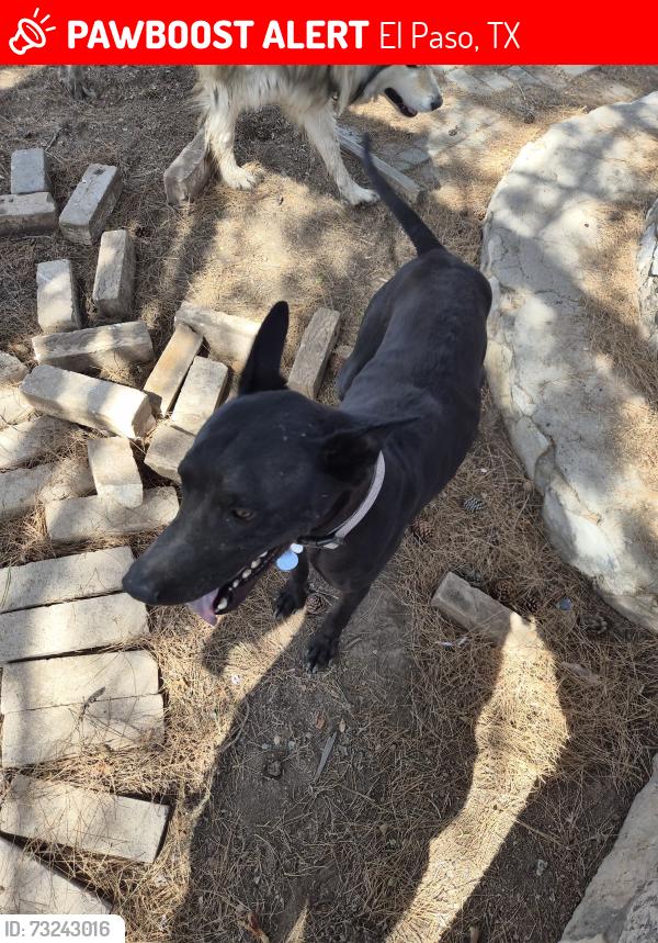 Lost Male Dog last seen Tierra Zafiro, Edgemere street, El Paso, TX 79938