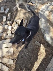 Lost Male Dog last seen Tierra Zafiro, Edgemere street, El Paso, TX 79938