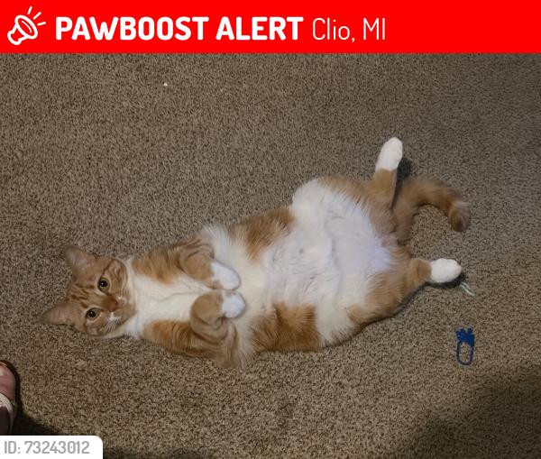 Lost Male Cat last seen N. Jenning Rd and Vienna Clio, MI, Clio, MI 48420