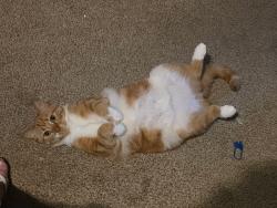 Lost Male Cat last seen N. Jenning Rd and Vienna Clio, MI, Clio, MI 48420