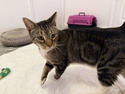 Found/Stray Female Cat last seen Fawn and Exeter, Ovenbird Bakery, Baltimore, MD 21202