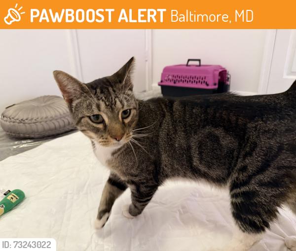 Found/Stray Female Cat last seen Fawn and Exeter, Ovenbird Bakery, Baltimore, MD 21202