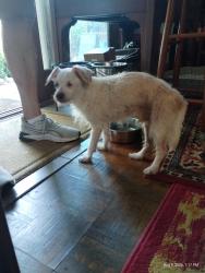 Reunited Male Dog last seen Buena Vista and Via Carmen., San Lorenzo, CA 94580
