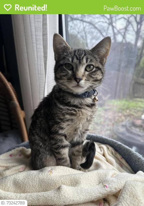 Reunited Female Cat last seen Near westbrook drive, Citrus Heights, CA 95621