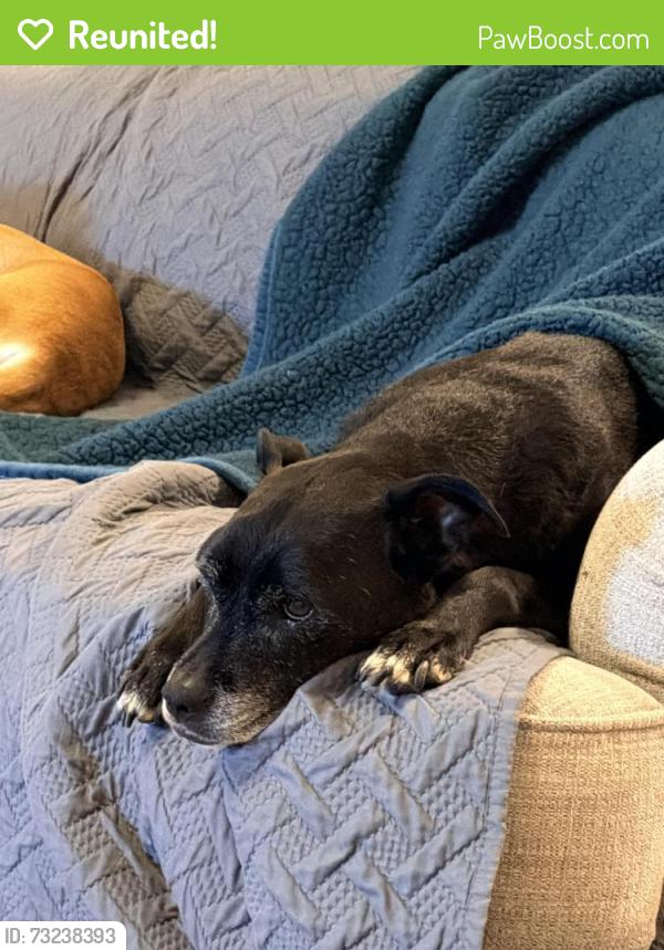 Reunited Female Dog last seen Cypress Park High School, Cypress, TX 77433