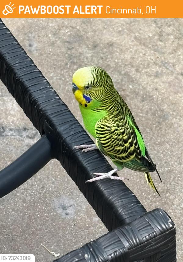 Found/Stray Male Bird last seen High Pointe, Cincinnati, OH 45244