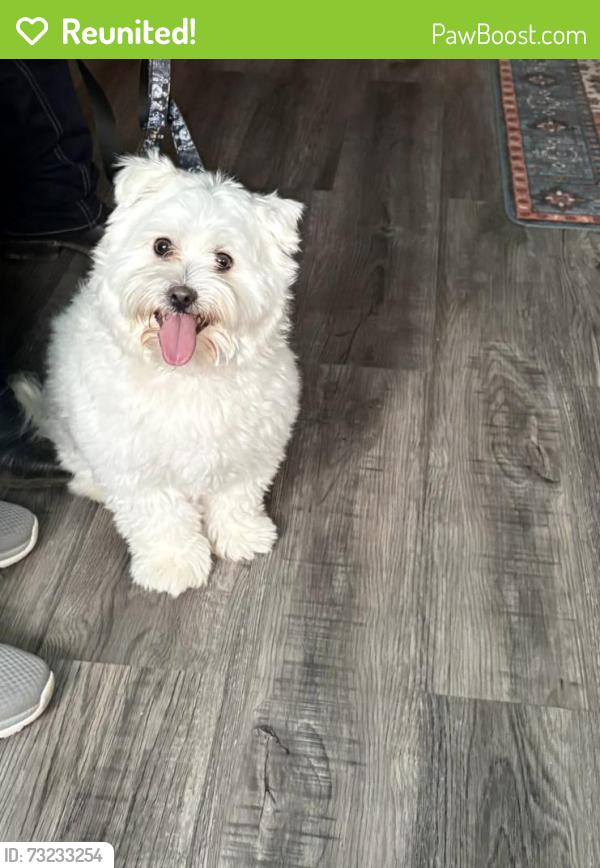 Reunited Male Dog last seen Oregon Way, Longview, WA 98632