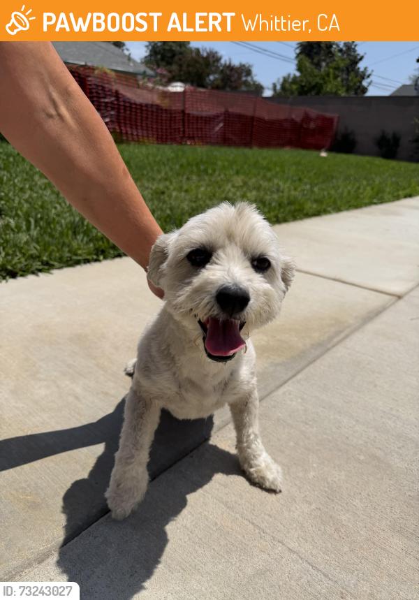 Found/Stray Female Dog last seen calmada & lambert, Whittier, CA 90605