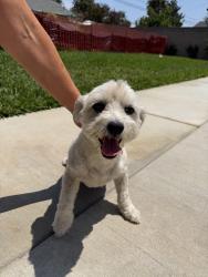 Found/Stray Female Dog last seen calmada & lambert, Whittier, CA 90605