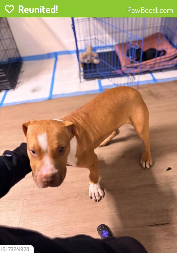 Reunited Male Dog last seen Pine, Darby, PA 19023