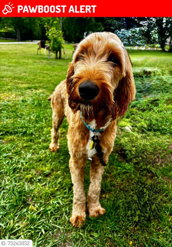 Lost Male Dog last seen Santa Monica dr, White Settlement, TX 76108