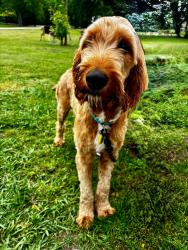 Lost Male Dog last seen Santa Monica dr, White Settlement, TX 76108