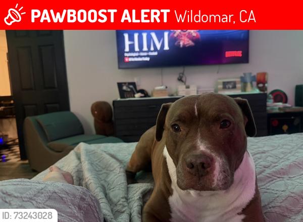 Lost Female Dog last seen Teil Glen Rd/ Fredrick, Wildomar, CA 92595