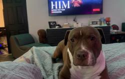 Lost Female Dog last seen Teil Glen Rd/ Fredrick, Wildomar, CA 92595