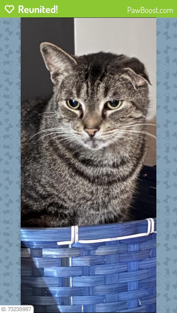 Reunited Male Cat last seen Williamston, Brooklyn, OH 44144