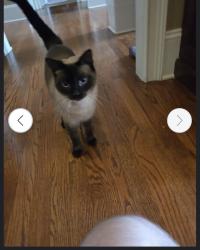 Lost Female Cat last seen Collins Creek Rd, Greenville, SC 29607