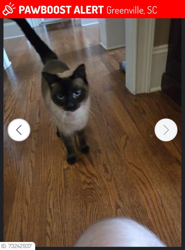 Lost Female Cat last seen Collins Creek Rd, Greenville, SC 29607