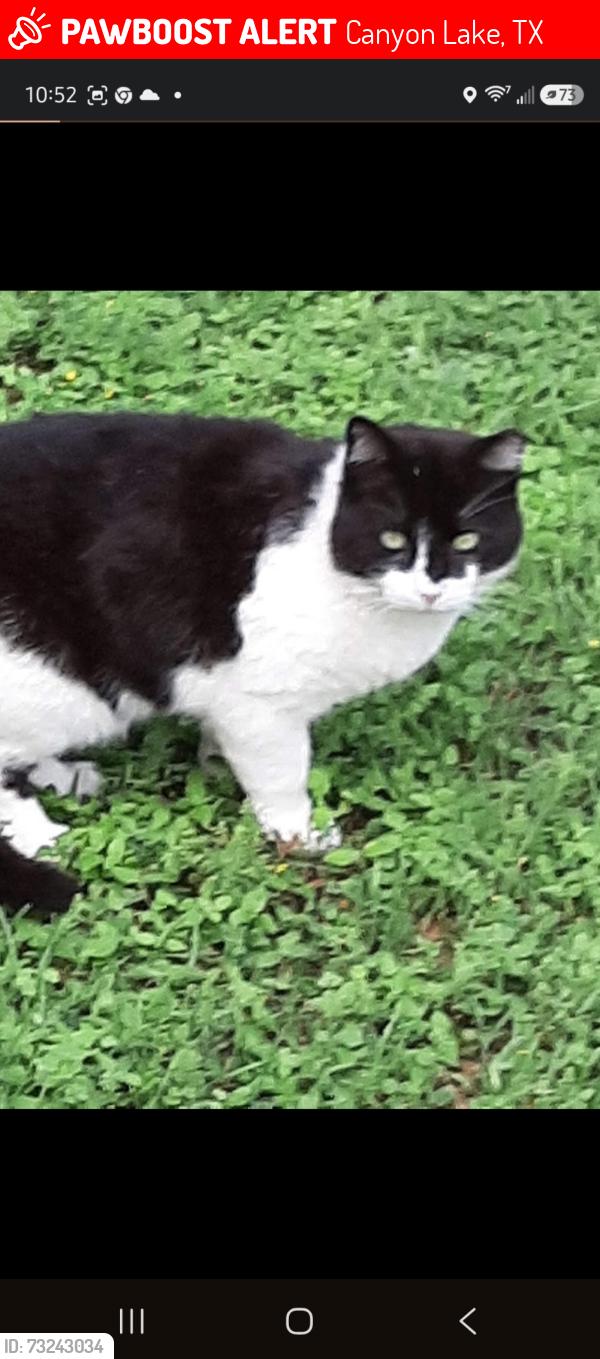 Lost Male Cat last seen Eagles peak, Canyon Lake, TX 78623